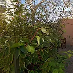 Palomas 3*